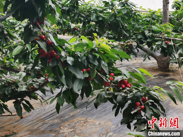 陜西省子長市盛宇現代農業示范園內，櫻桃鮮艷欲滴。<a target='_blank'  ><p  align=
