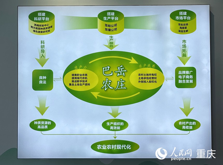 “巴岳農莊”運作示意圖。人民網記者 劉政寧攝